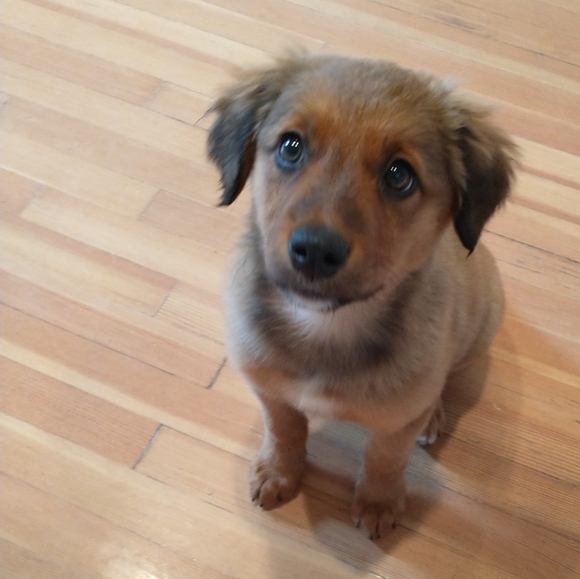 Foster dogs! - Picture 3 of 16